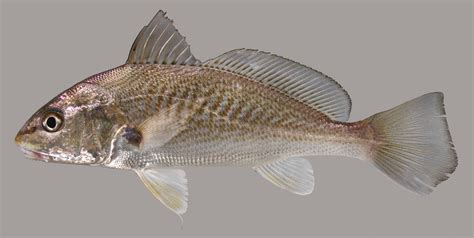 Atlantic croaker .